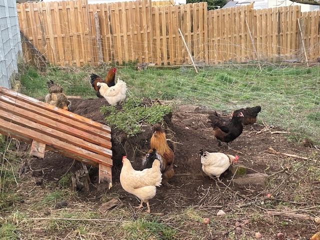 Hühner im Garten der Kindertagespflege